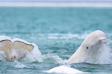 مشاهد نادرة لاستمتاع المئات من الحيتان في المياه الدافئة في كندا