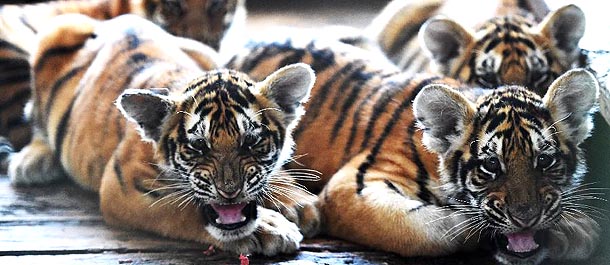 ولادة أكثر من 100 من صغار النمور في مركز تكاثر السنوريات بشمال شرقي الصين