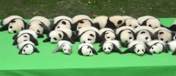 جميع الباندا العملاقة المولودة في السنة الجارية تظهر أمام الجماهير في تشنغدو