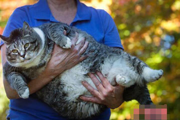 القطة السمينة البالغة وزنها 14 كيلوغراما تتلقى إقبالا واسعا على الانترنت