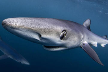 مجموعة من صور أسماك القرش