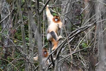 عدد القرود الذهبية في محمية شننونغجيا يزداد مستقرا