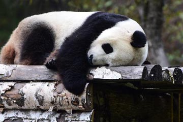 الباندا تجذب الزوار خلال عطلة العيد الوطني الصيني
