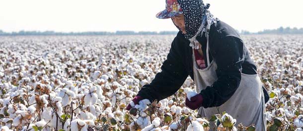 جمع محصول القطن شمالي شينجيانغ