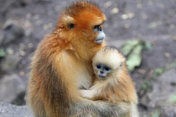 ازدياد عدد القرود الذهبية في جبل تشينلينغ إلى 4400