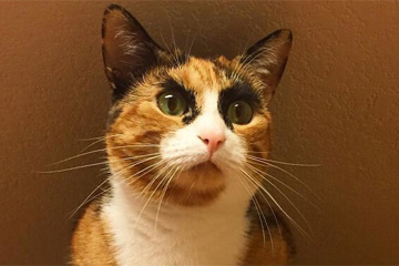 القط Lilly يصبح نجم مواقع التواصل الاجتماعي الجديد بسبب "حواجب العيون الواسعة"