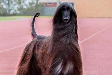 كلب الصيد الافغاني يصبح نجم مواقع التواصل الاجتماعي بسبب شعره