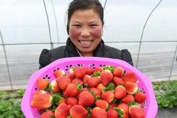 التخلص من الفقر عبر زراعة الفراولة في قرية بشمال غربي الصين