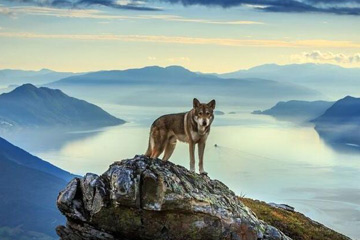 مصور نرويجي يسجل السياحة مع كلبه