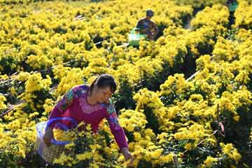 مزرعة زهور أقحوان في مقاطعة جيانغشى
