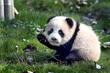 شبل الباندا العملاقة في شانغهاي بشرقي الصين