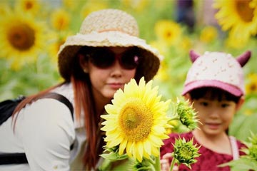 زهور عباد الشمس تفتح في مقاطعة قوانغشي بجنوب الصين