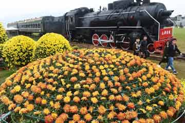 معرض زهور الأقحوان في مقاطعة تشجيانغ