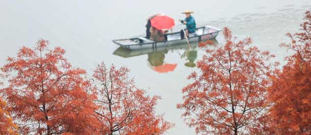 الصين الجميلة: مناظر جذابة في غابة مائية بشرقي الصين