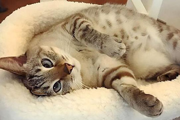 القط الياباني مع العيون الخاصة يصبح نجم مواقع التواصل الاجتماعي الجديد