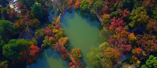 منظر جوي بديع لأشجار بألوان متنوعة شرقي الصين