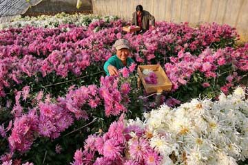 تربية أزهار الاقحوان للأكل في شمالي الصين