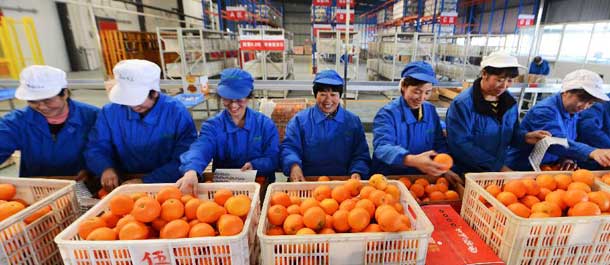 جمع البرتقال في وسط الصين