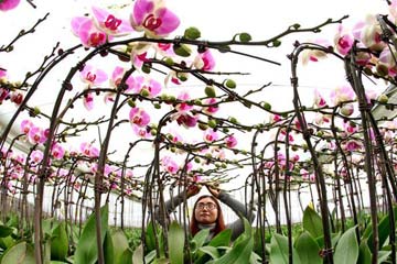 تربية زهور السحلب في موسم الشتاء بشمالي الصين