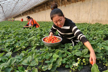زراعة الفراولة في البيوت المحمية تساعد المزارعين المحليين على زيادة دخلهم