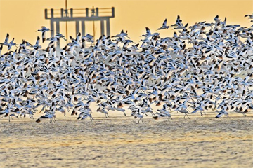 آلاف الطيور تجمع في بحيرة دونغتينغ بوسط الصين