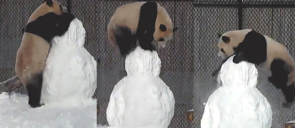 يلعب الباندا العملاق الثلوج في حديقة الحيوانات بتورونتو