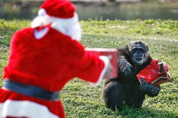هدية الكريسماس للشمبانزي