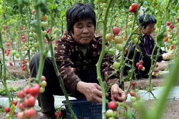 إعداد خضراوات طازجة لعيد الربيع المقبل في شرقي الصين