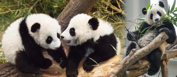 الباندا العملاقة خارج الصين تقوم بالتهنئة للعالم في مناسبة حلول عيد الربيع