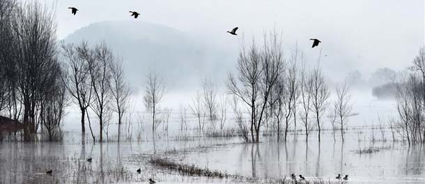 تزايد الطيور المهاجرة في الأراضي الرطبة جنوب غربي الصين