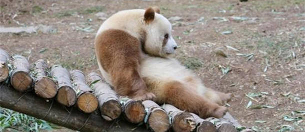 الباندا "تشي تساي" تمرح في الثلوج