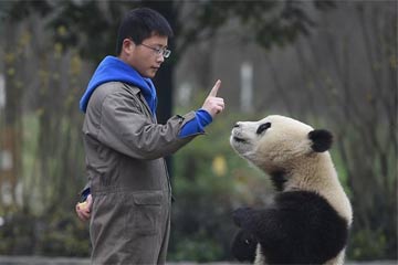 قضاء عيد الربيع الصيني مع الباندا