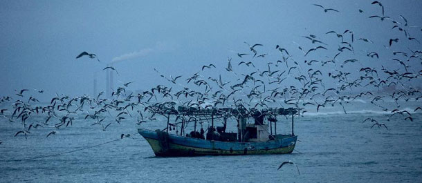 طيور النورس تحلق فوق البحر المتوسط في غزة