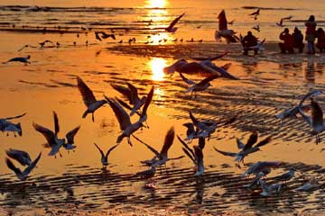 طيور النورس على شواطئ البحر بشمالي الصين