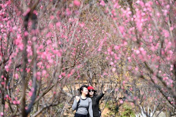 تفتح زهور البرقوق مع حلول موسم الربيع في شرقي الصين
