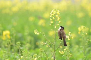 زهور السلجم تتفتح فى الصين لاستقبال الربيع