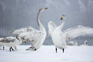 طيور الإوز العراقي وسط الثلوج في شمالي الصين
