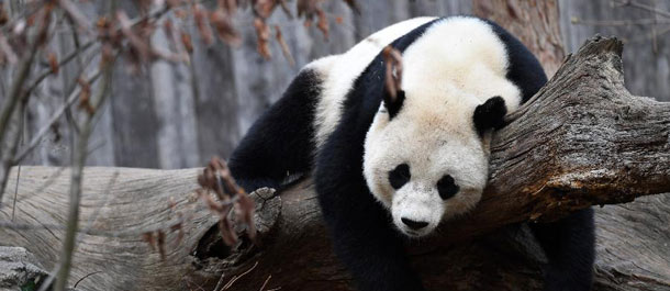 أهم الموضوعات/ الصين (مقالة خاصة) :الباندا العملاقة المولودة خارج الصين تواجه تحديات 
بعد الرجوع لموطنها