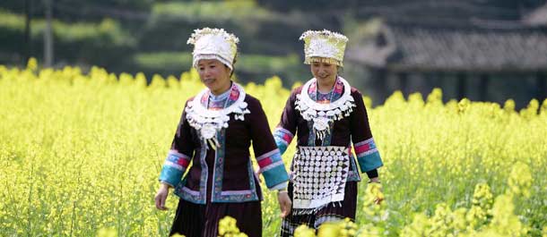 الصين الجميلة: زهور السلجم في الصين