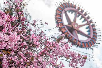 تفتح زهور الكرز في جنوب غربي الصين