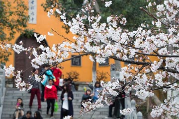 التمتع بجمال زهور الكرز في مدينة نانجينغ بمقاطعة جيانغسو