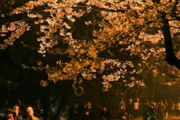 زهور الكرز في جامعة ووهان تجذب أنظار السياح