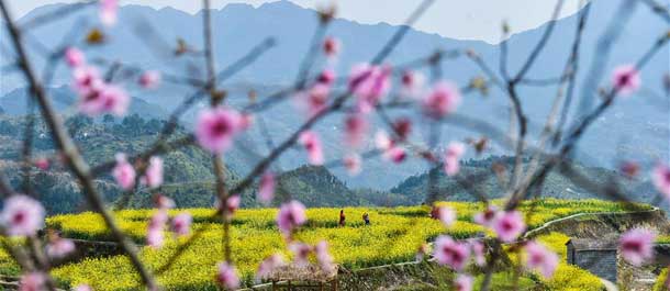 مدرجات زهرة زيت الكانولا تساعد السياحة الطبيعية في شرق الصين