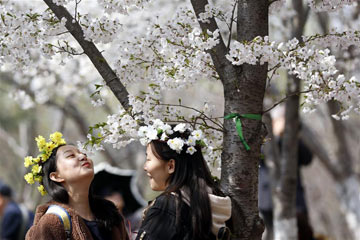 أزهار الكرز تجذب أنظار الزوار في بكين