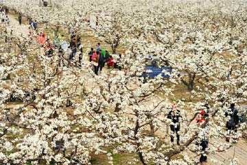 زهور الكمثرى تتفتح في مقاطعة خبي بوسط الصين
