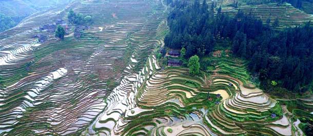 الحقول المدرجة في جنوب غربي الصين