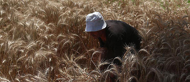 بدء موسم حصاد القمح في مختلف محافظات مصر