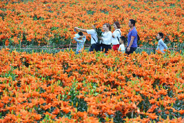 تفتح زهور السوسن في جنوب غربي الصين