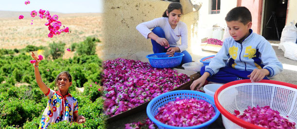 "الوردة الشامية" تتعافى بعد سنوات من الحرب في سوريا