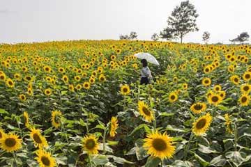 السياح يتمتعون بزهور عباد الشمس بمقاطعة جيانغشى